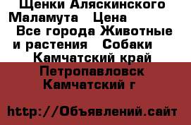 Щенки Аляскинского Маламута › Цена ­ 10 000 - Все города Животные и растения » Собаки   . Камчатский край,Петропавловск-Камчатский г.